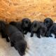 Purebred, AKC registered Labrador hunting dogs