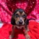 Majestic Tree Hounds (Coonhound Bloodhound Cross)