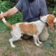 BEAGLE 1.5 year old lemon male (no papers)