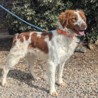 AKC Registered 1 year old American Brittany Male, Started