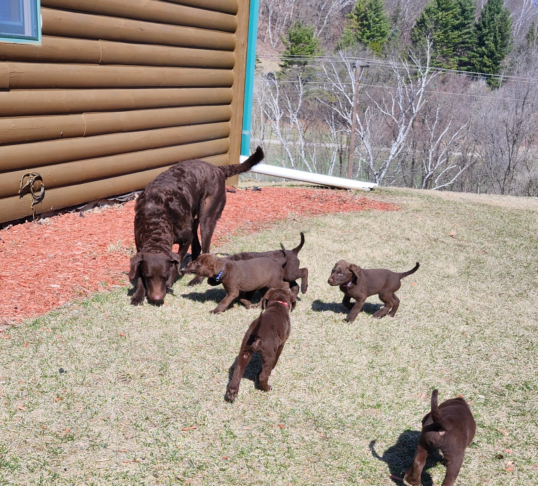 pup-9109dfe6