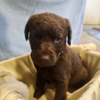 Chesapeake bay retriever