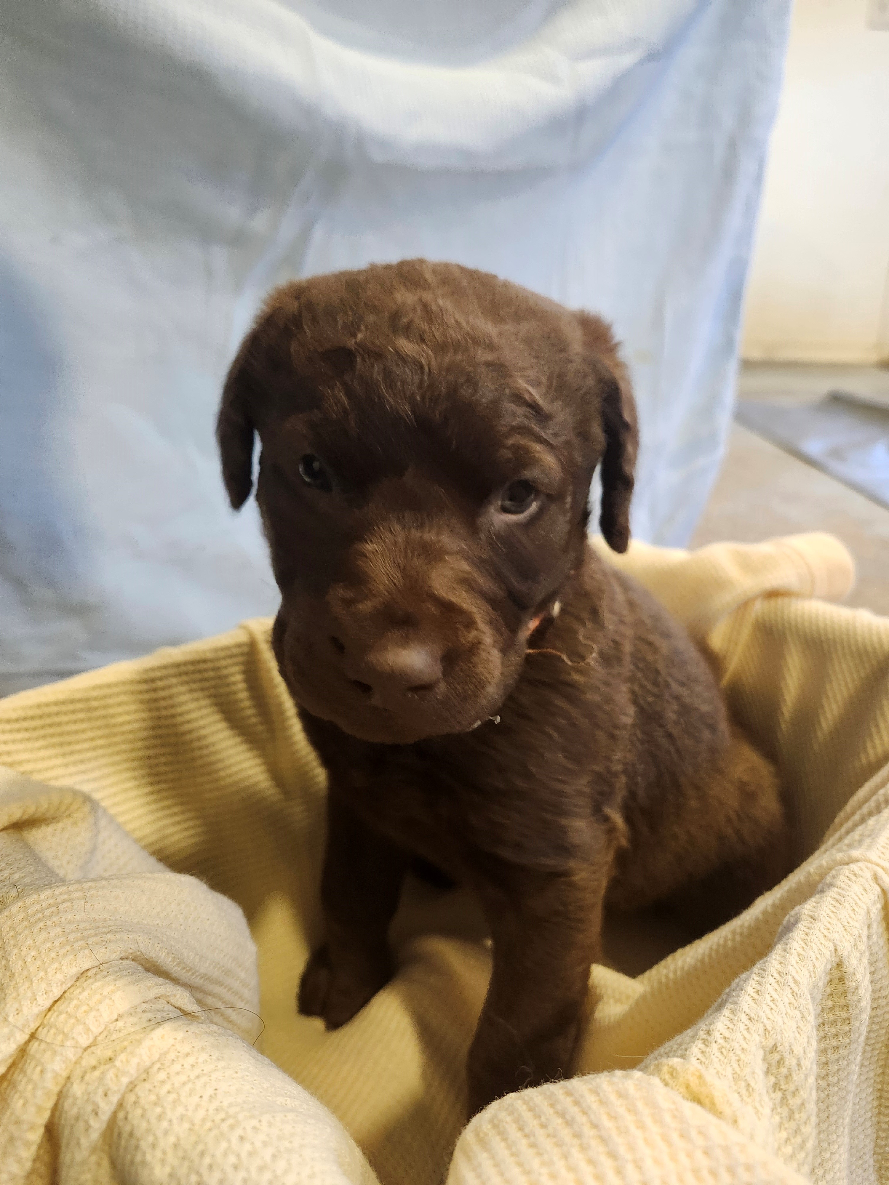 puppies-2-c917f946
