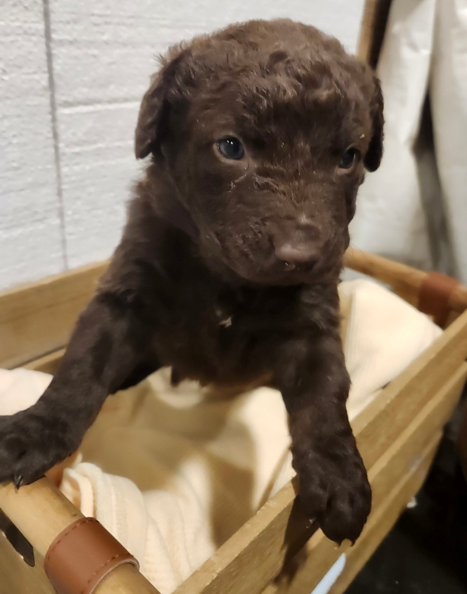 puppy-ba9d88b9