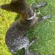 GSP Puppy for sale