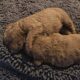 Beautiful Chesapeake Bay Retriever Puppies
