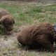 Chesapeake Bay Retriever Puppies