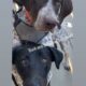 Hunting Dog and/or Family Pet