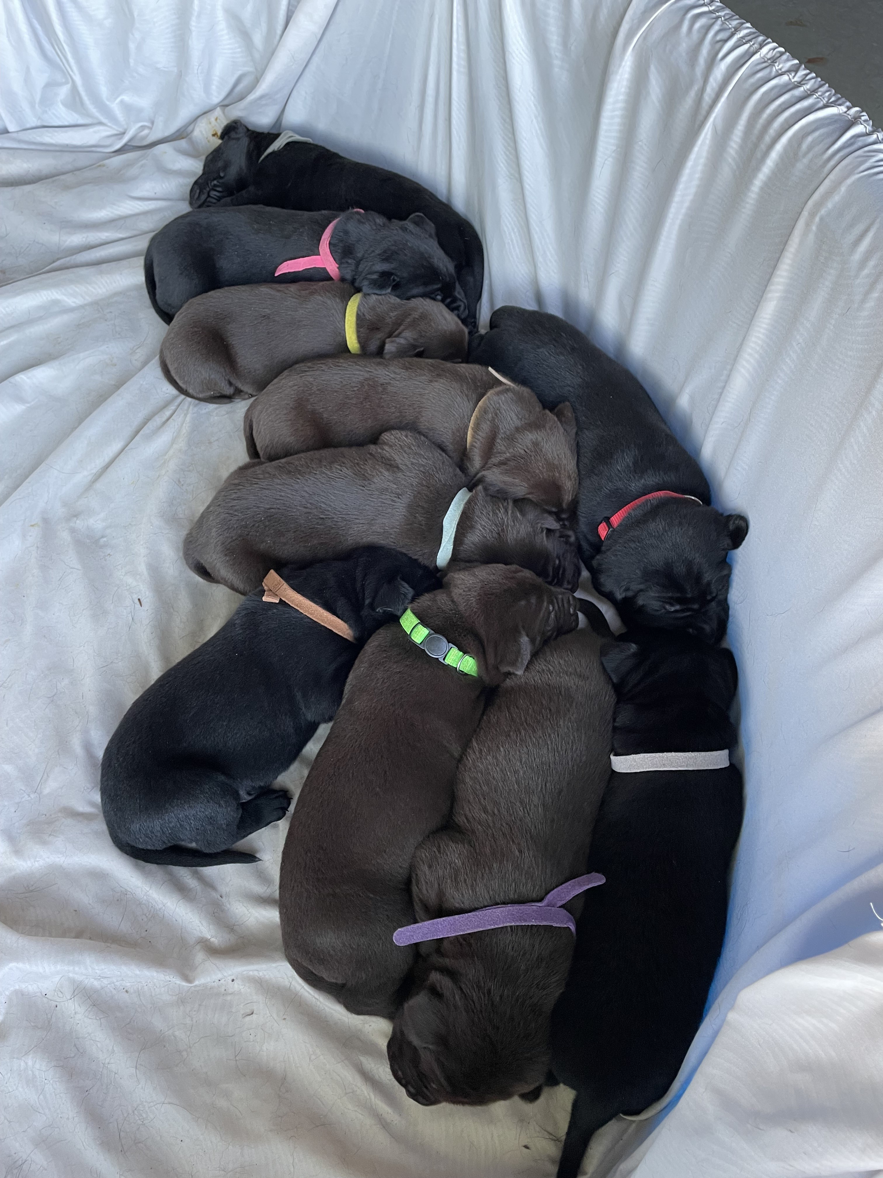 puppies-2-weeks-21a4b42c