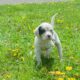 UKC/FDSB Eng. Setter pups for sale