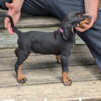 Black and Tan Coonhound Pups