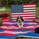 AKC English springer spaniels