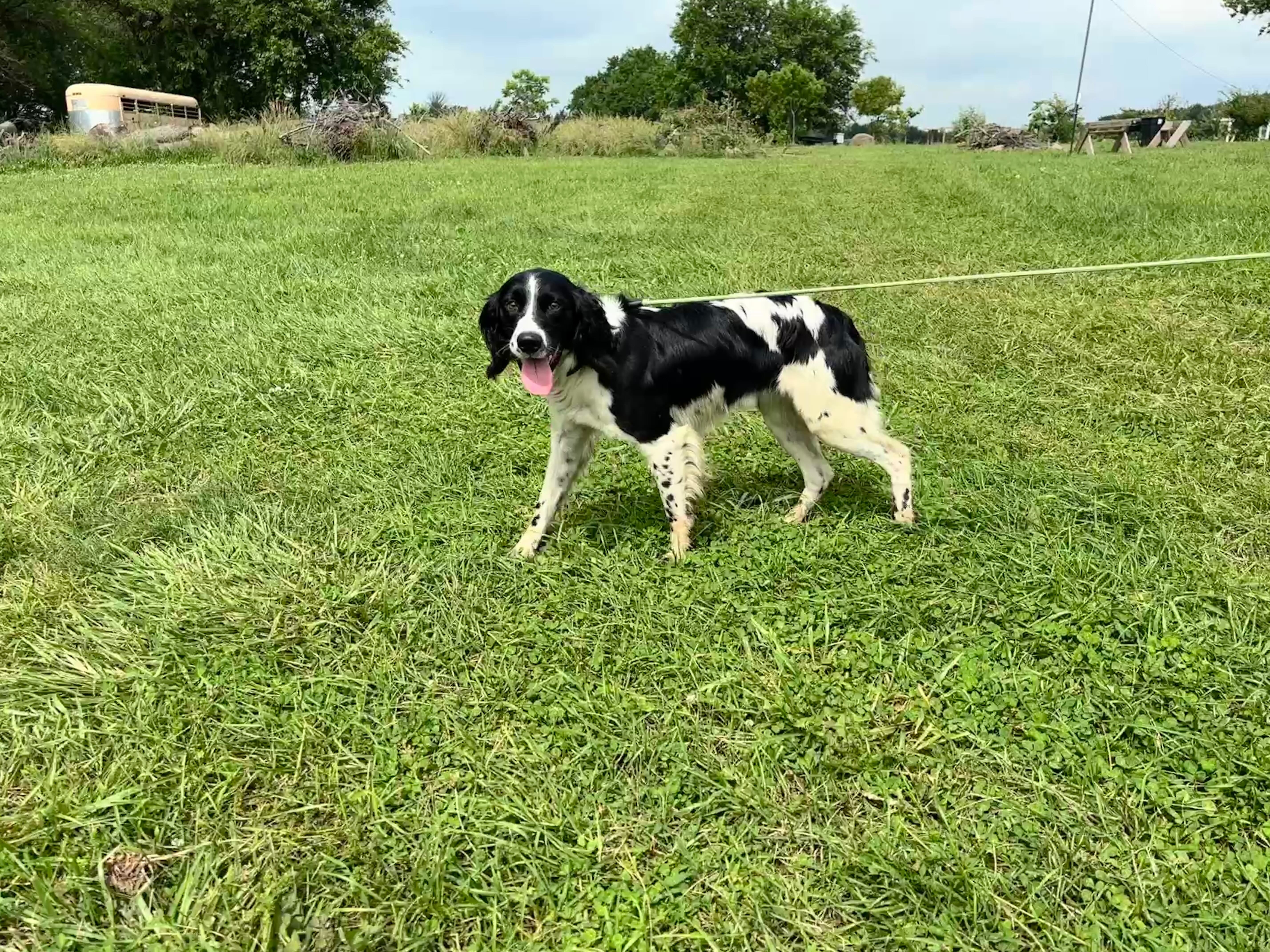 skipper1-5cdcdd11