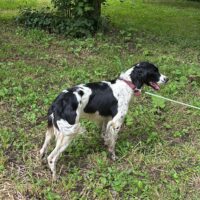 SPRINGER SPANIEL HUNTING DOG: Pure-bred, champion blood, pedigreed, Junior Hunt Test Title