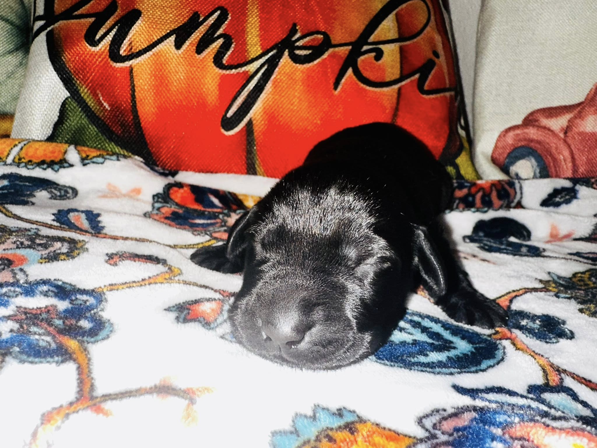 dog-2-b9a69783