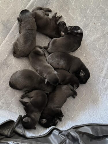 dogs-1-d1a1ad1b
