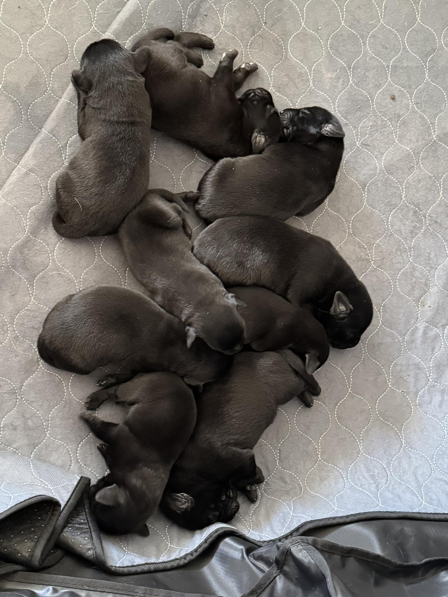 dogs-1-d1a1ad1b