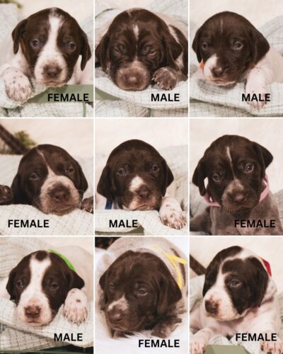 9-puppies-5090c32d