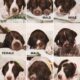 Akc reg German Shorthaired Pointers