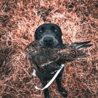 Labrador Retriever|EAST TEXAS