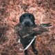 Labrador Retriever|EAST TEXAS