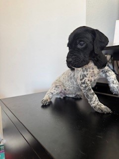 puppy-8-ccaa971f