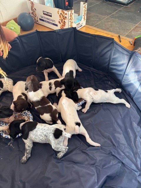 puppy-l-230a960d