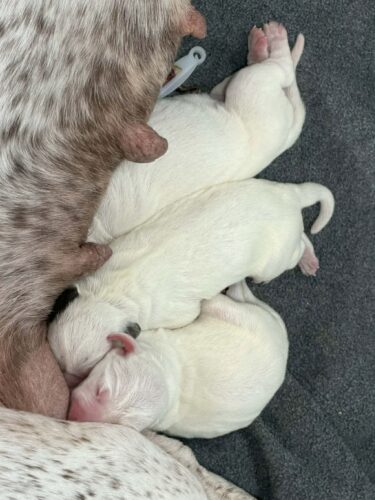 rufnit-h-litter-01-26-26-cropped-9d8bde44