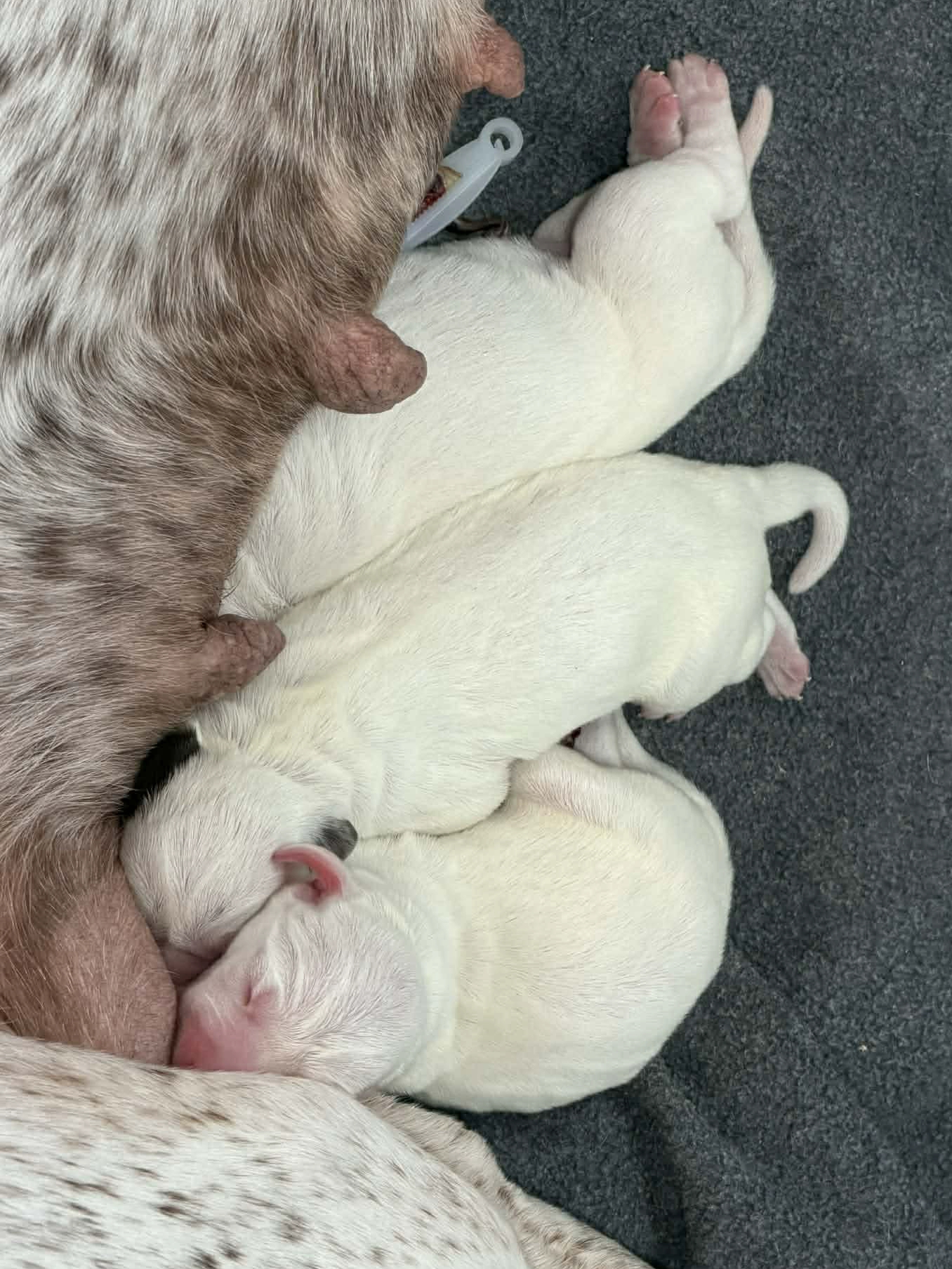 rufnit-h-litter-01-26-26-cropped-9d8bde44