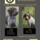 Wirehaired Pointing Griffon Litter Announcement