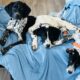 English Setter/ German Shorthair pup
