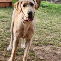 Rehoming 1.5yr old Yellow Lab