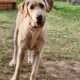 Rehoming 1.5yr old Yellow Lab