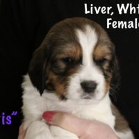 English Springer Spaniel’s -AKC Registered