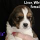 English Springer Spaniel’s -AKC Registered