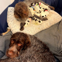 Wire Haired Griffons- Central Iowa