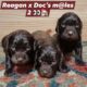 Boykin Spaniel puppies