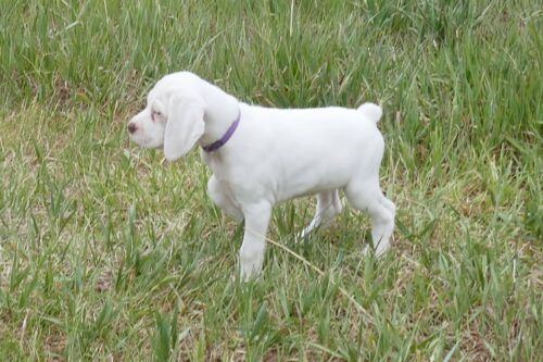 iris-05-18-26-03-92e1bfbb