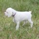 Braque du Bourbonnais Puppy