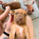 rednose pitbull puppies