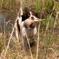 WINDMILL HILL"S FIELD ENGLISH SPRINGER SPANIEL PUPS - HOME & HUNTERS