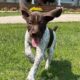GERMAN SHORTHAIRED POINTER PUPPIES
