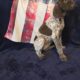GERMAN SHORTHAIRED POINTER PUPPIES