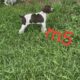 AKC GERMAN SHORTHAIR POINTER PUPPIES-Ready for new homes