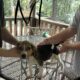 Mountain Cur hunting dog