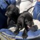 AKC Lab puppies for sale