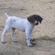 AKC GERMAN SHORTHAIR POINTER PUPPIES