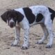 AKC GERMAN SHORTHAIR POINTER PUPPIES