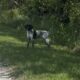 German Shorthaired Pointer