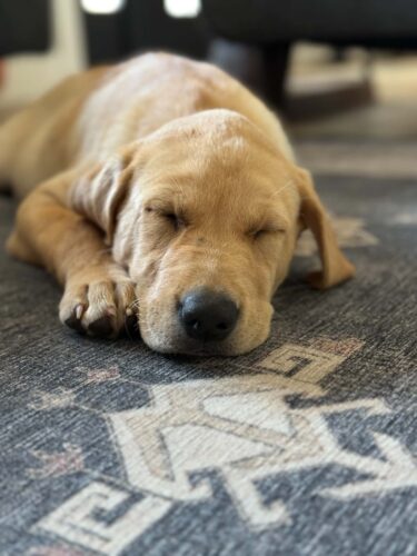 maple-sleep-7029f200
